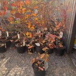 Muchovník jelšolistý (Amelanchier alnifolia) ´SMOKY´ - výška 30-50 cm, kont. C2L
